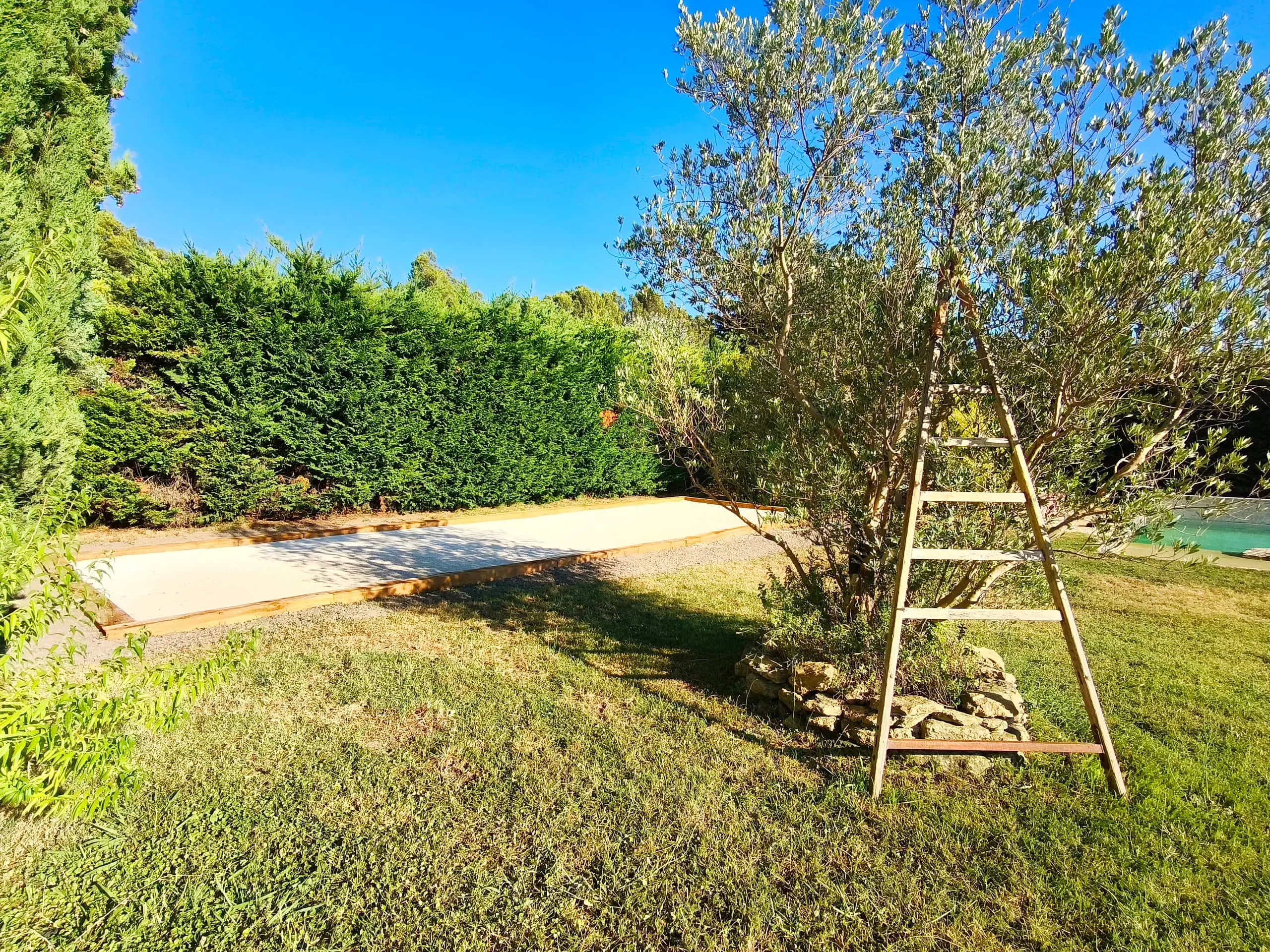 Un olivier du jardin, près du terrain de pétanque