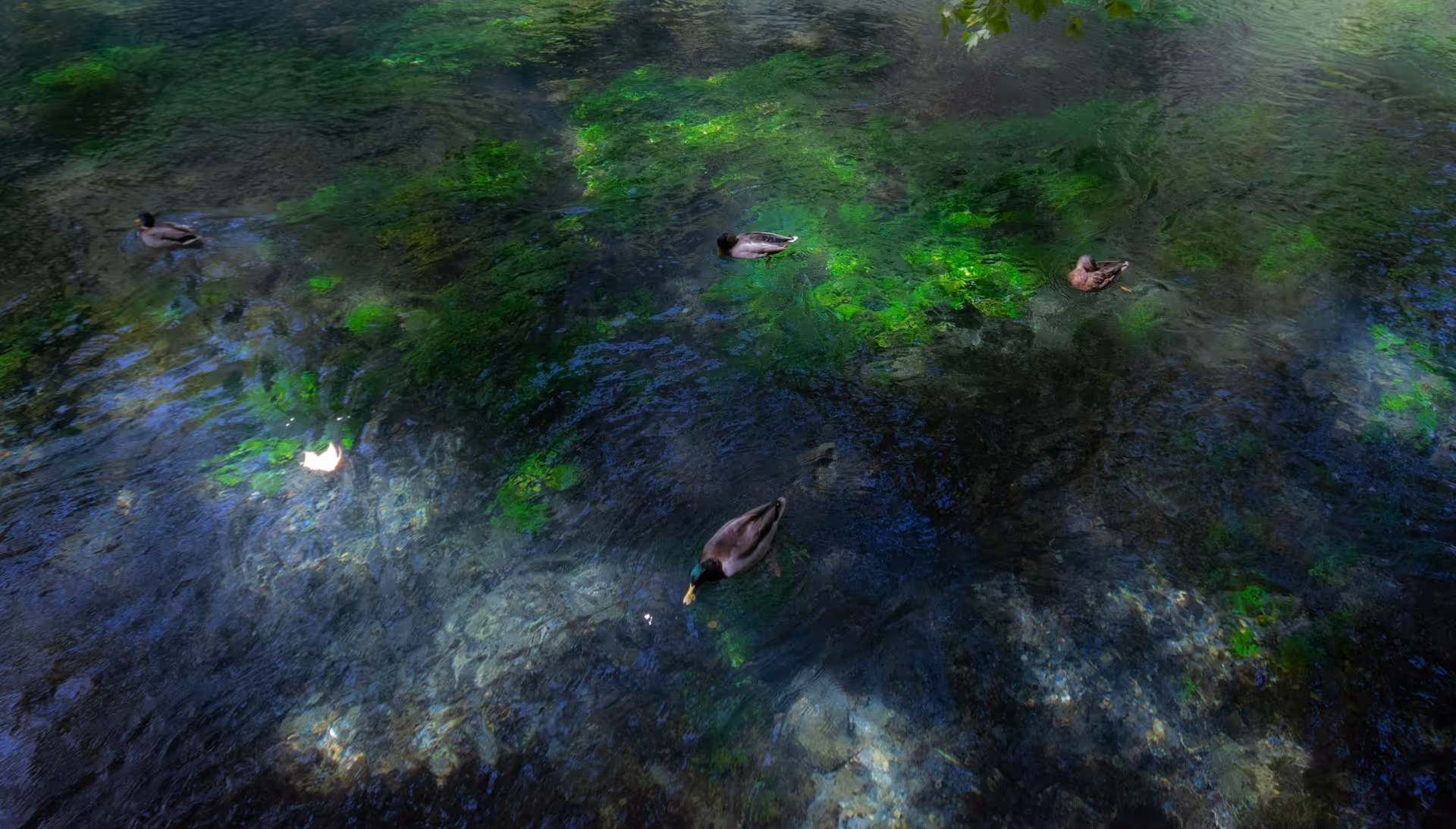 Eau claire et fonds verts de la Sorgue à Fontaine-de-Vaucluse